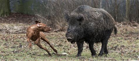 Perros De Jabali . Perreras Abuli